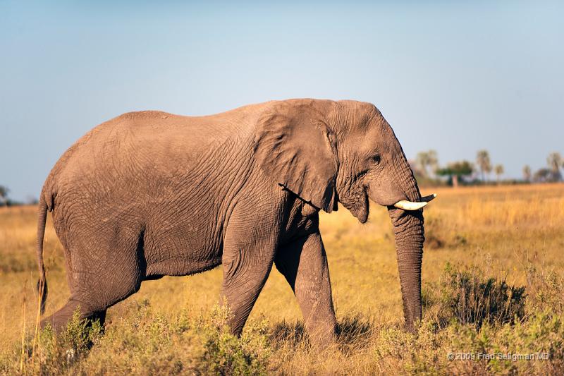 20090616_161349 D3 X1.jpg - Elephants